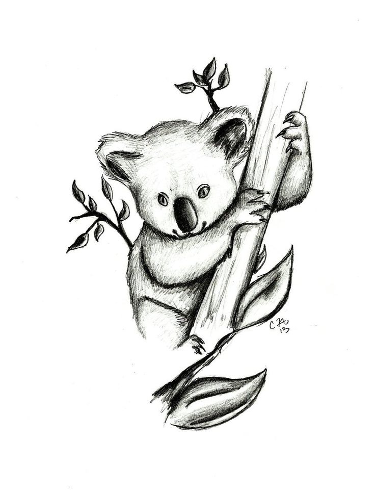 736x971 Koala Drawing Pictures