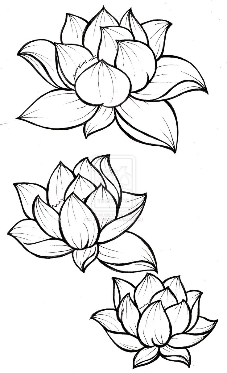 736x1208 Drawing Of Lotus Flower With Leaf Hand Drawn Illustration Of Koi