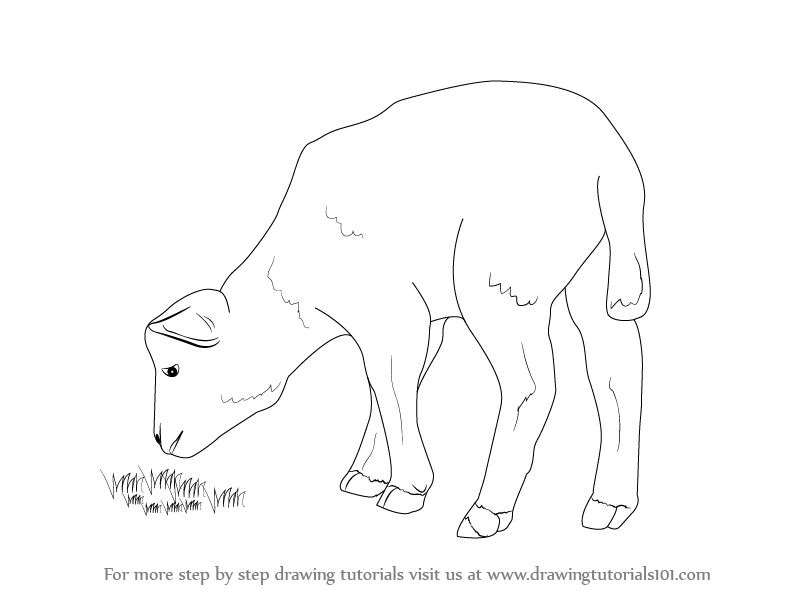 795x596 Learn How To Draw A Lamb (Farm Animals) Step By Step Drawing