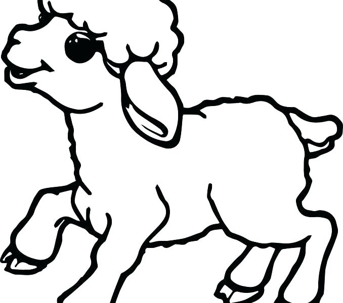 678x600 Sheep Coloring Pages Murs