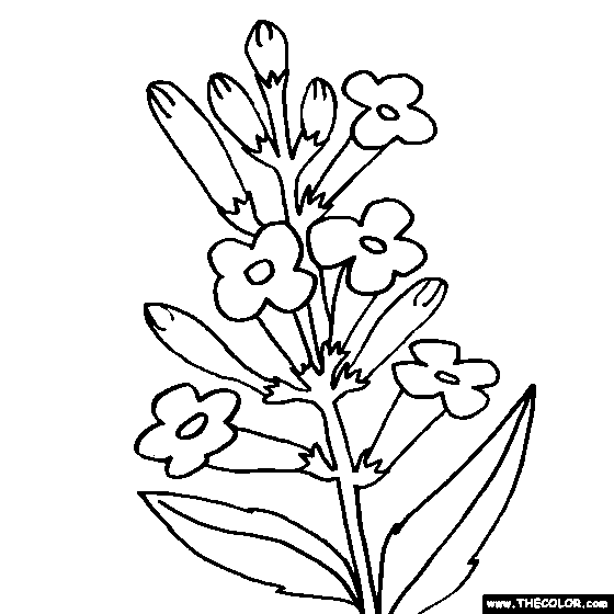 560x560 Flower Coloring Pages Color Flowers Online Page 1
