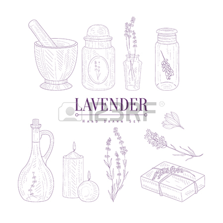 450x450 Lavender Medical Herb Hand Drawn Realistic Detailed Sketch