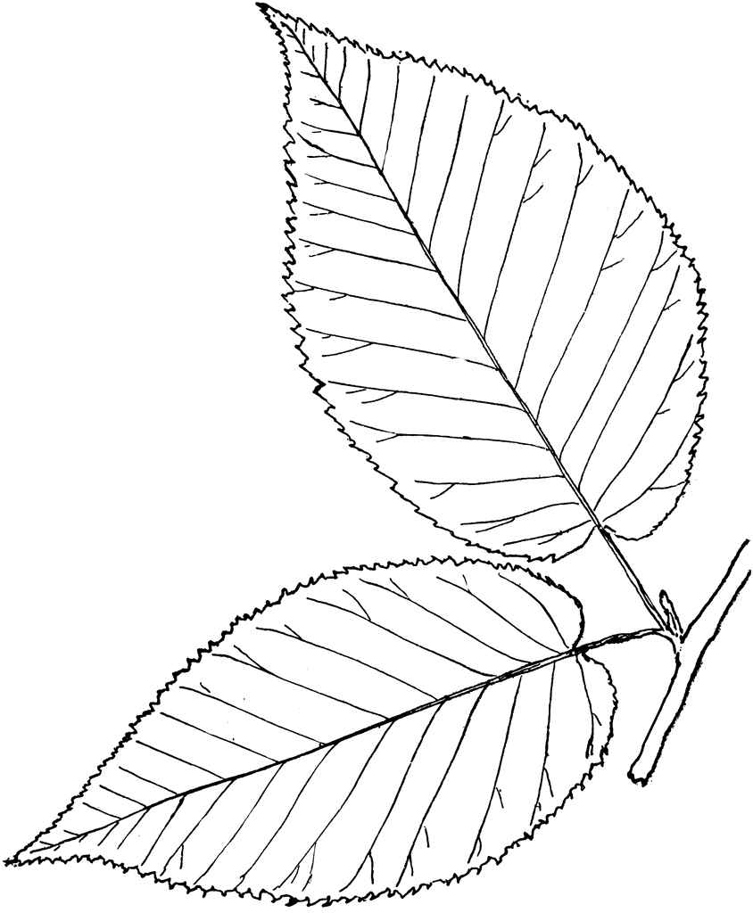 844x1024 Impressive Simple Leaf Template 18