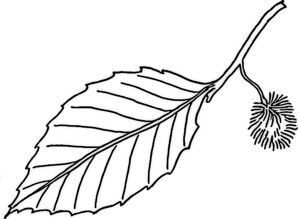 600x441 Biology Leaf Structure