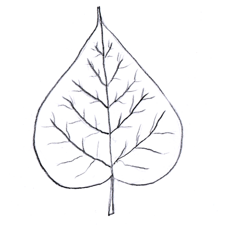 450x450 Leaf Drawing