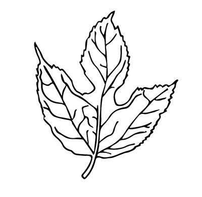 400x389 Field Botany