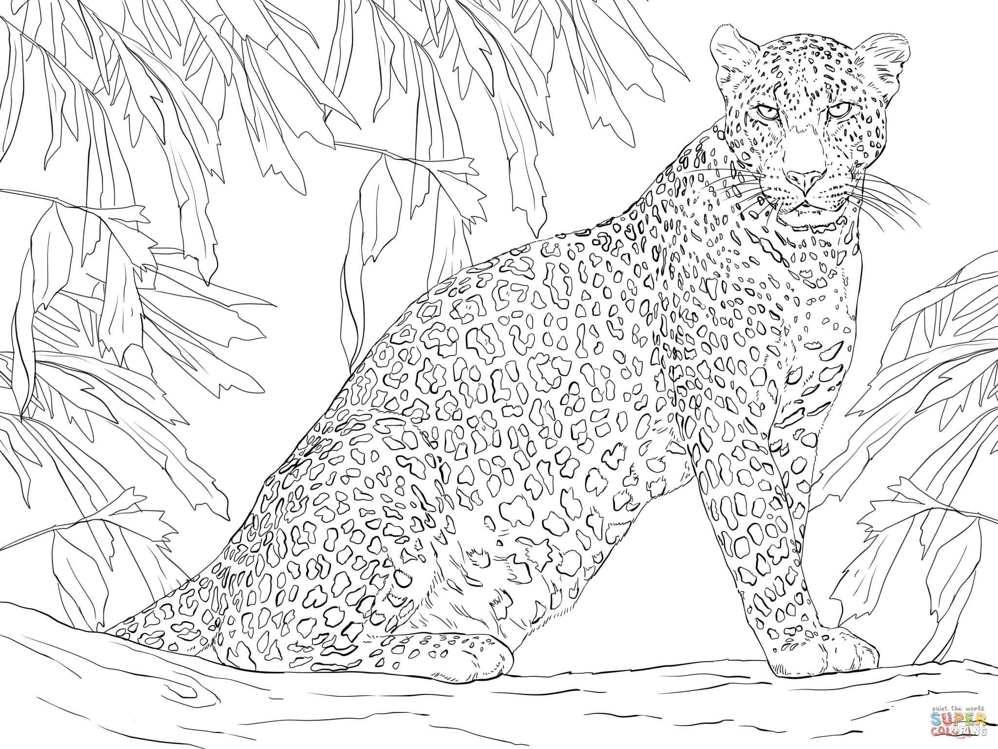 2048x1536 Leopard Sitting On Tree Coloring Page Free Printable Coloring Pages