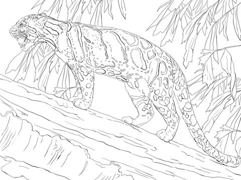 480x360 Leopards Coloring Pages Free Coloring Pages