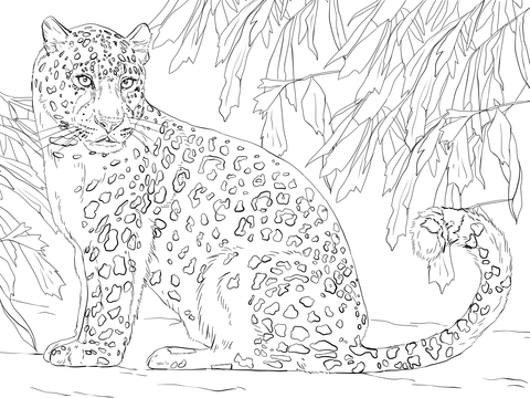 480x360 Amur Leopard Coloring Page Free Printable Coloring Pages
