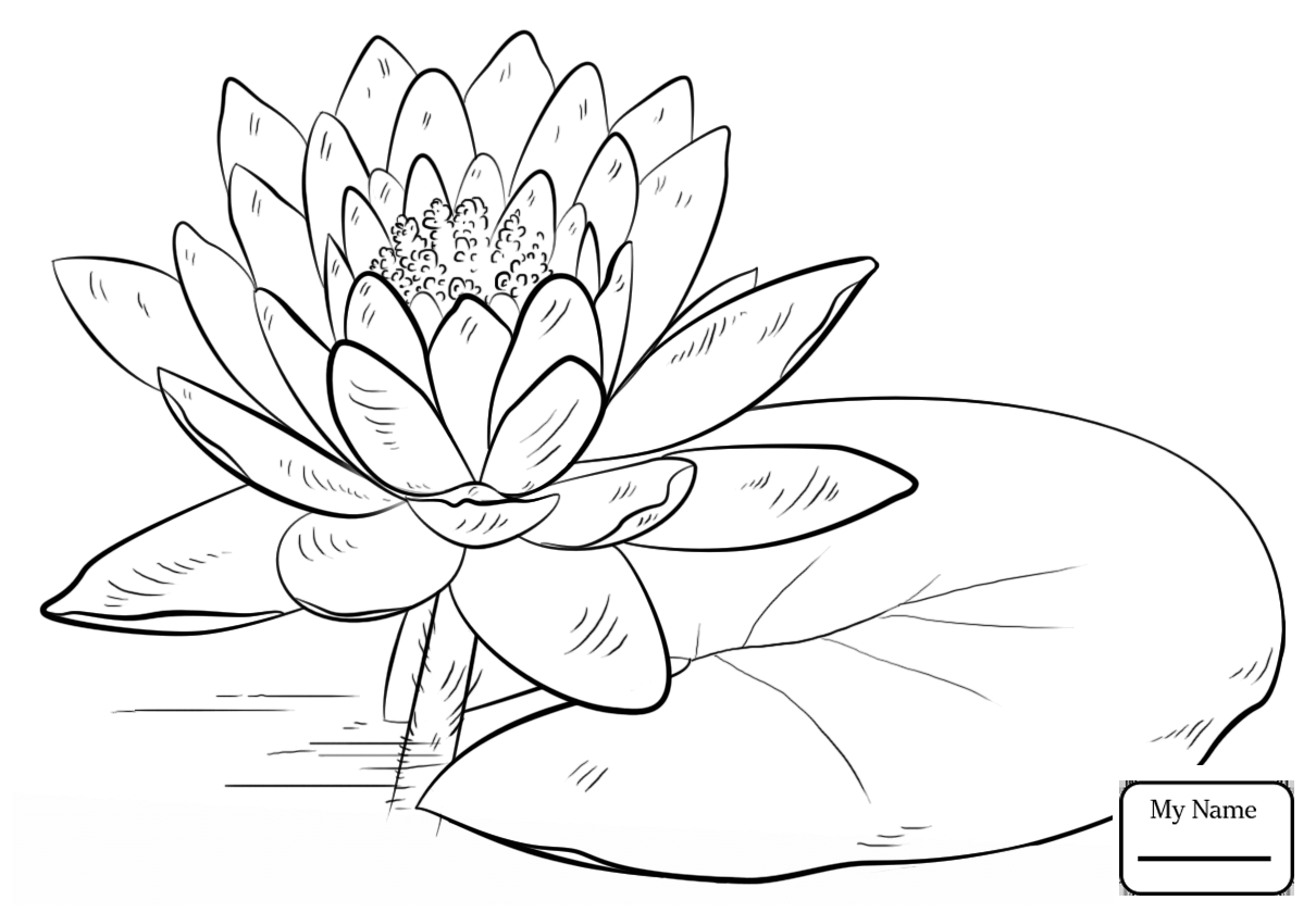 1210x840 Images Lily Flowers Coloring Page Daisy Flower Coloring Pages