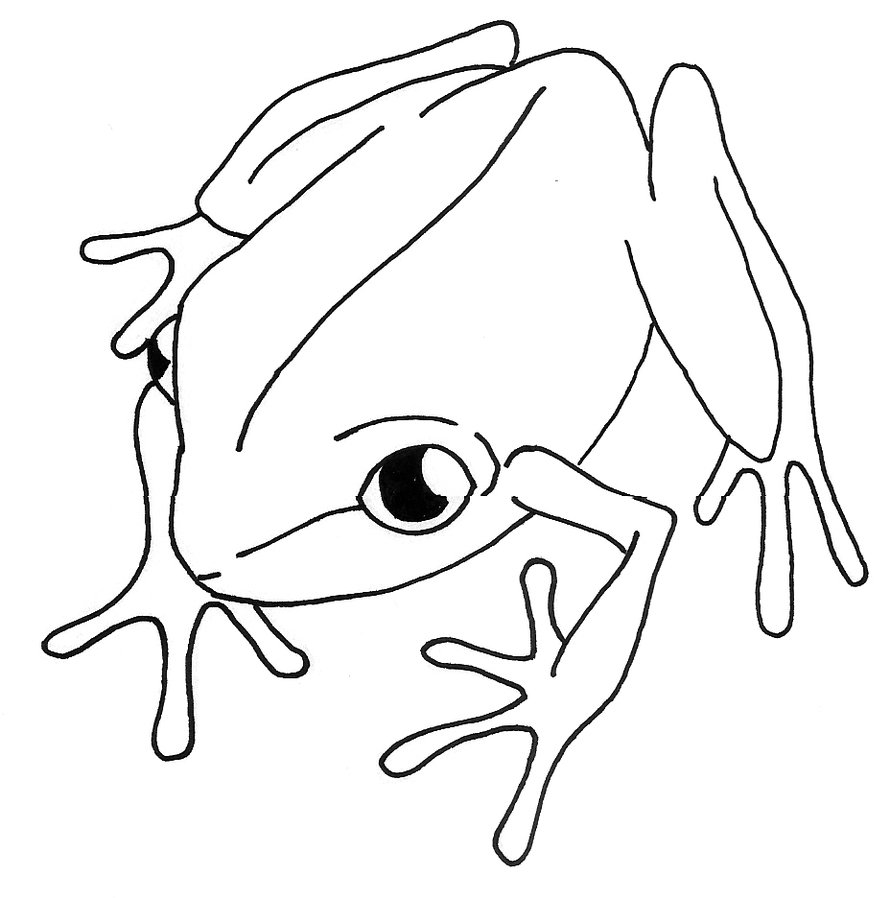890x898 The Coqui