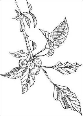 287x402 Pencil Sketches