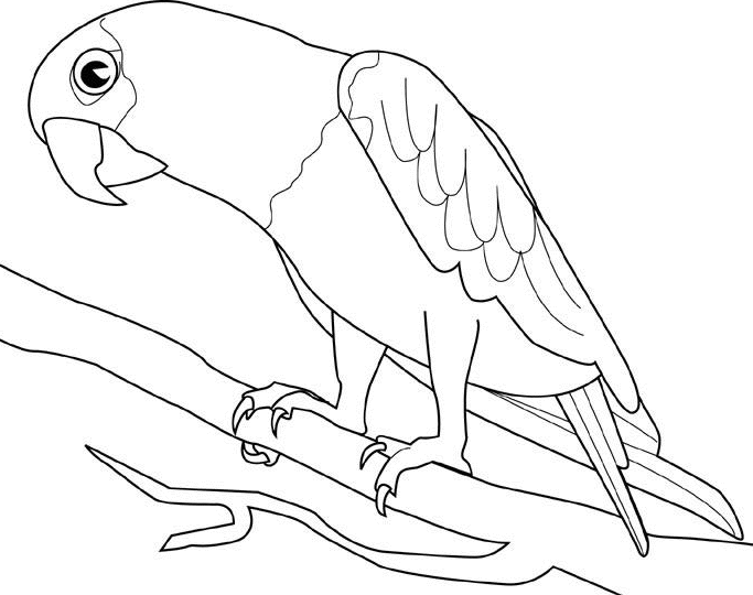 683x540 Parrot Line Drawing Simple Parrot Drawing