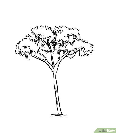 490x559 How To Draw A Gum Tree 8 Steps (With Pictures)