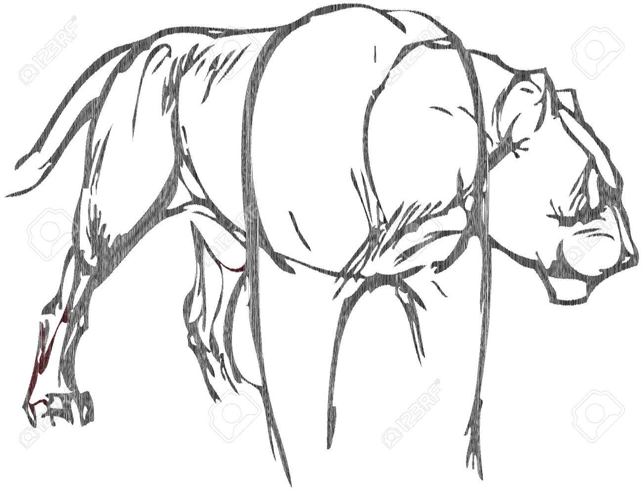 1300x992 Simple Drawing Of A Lion With Vector Effect Royalty Free Cliparts