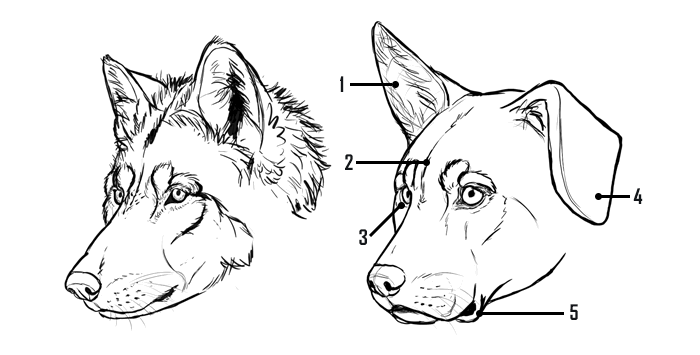 700x355 How To Draw A Dog Details Make The Difference