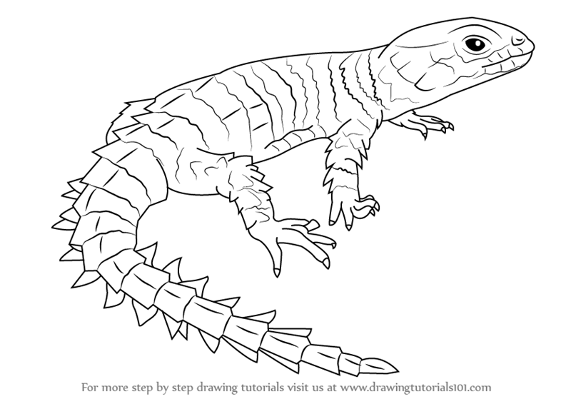 Simple Lizard Drawing at GetDrawings | Free download