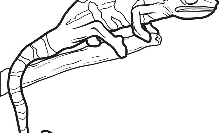 700x425 Lizard Coloring Pages X Spider Man Lizard Colouring Pages