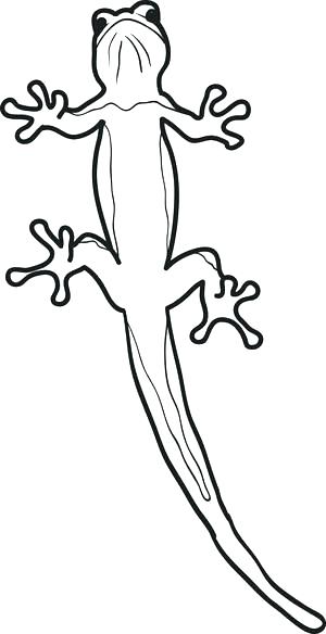300x584 Lizard Coloring Page