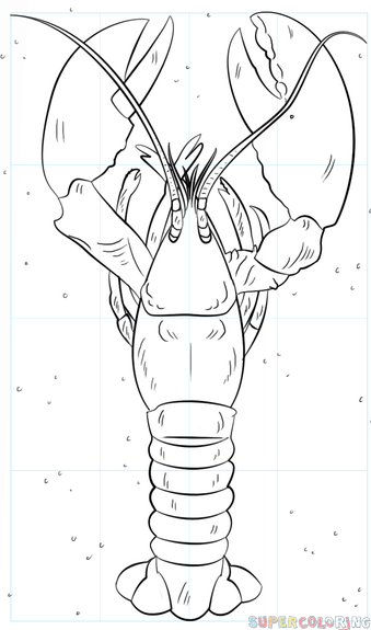 339x575 How To Draw A Lobster Step By Step Drawing Tutorials