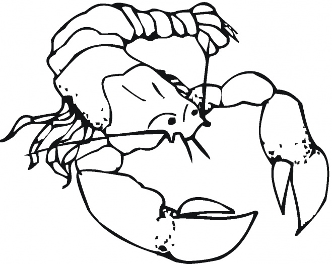 659x525 Lobster Outline Outline Of Lobster Clipart 4