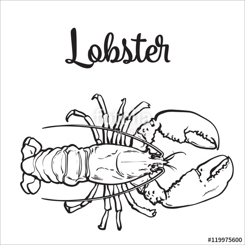 500x500 Clams, Mussels, Seafood, Sketch Style Vector Illustration Isolated