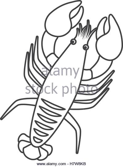 The best free Crayfish drawing images. Download from 83 free drawings ...