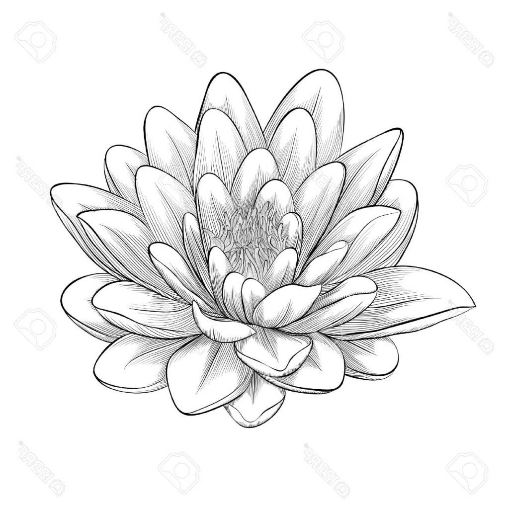 1024x1024 Lotus Beautiful Drawing Drawing A Simple Lotus Flower How