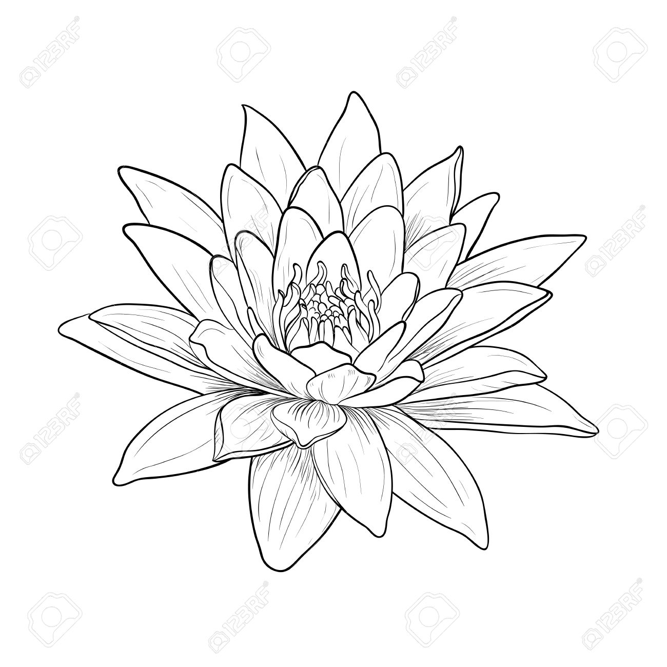 1300x1300 Lotus Clipart Water Drawing