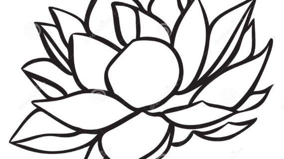 570x320 Simple Lotus Flower Drawing Lotus Stock Images