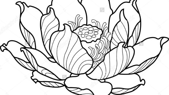 570x320 Lotus Flower Outline Drawing Best Ideas About Simple Flower