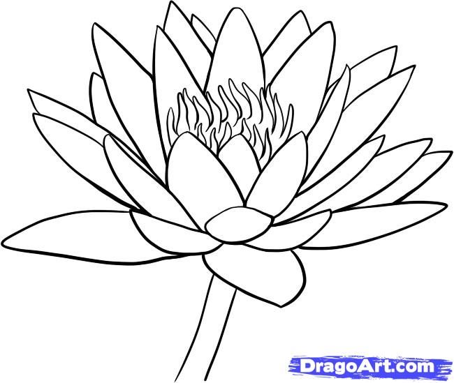 Simple Lotus Flower Drawing at GetDrawings | Free download