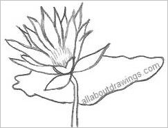 243x185 Simple Lotus Flower Outline