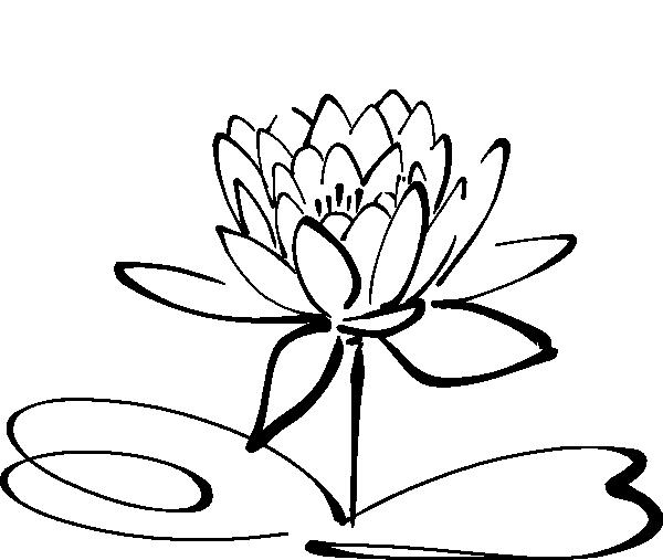 600x507 The Lotus Flower. Buds From Mud, Grows Into A Beautiful Flower
