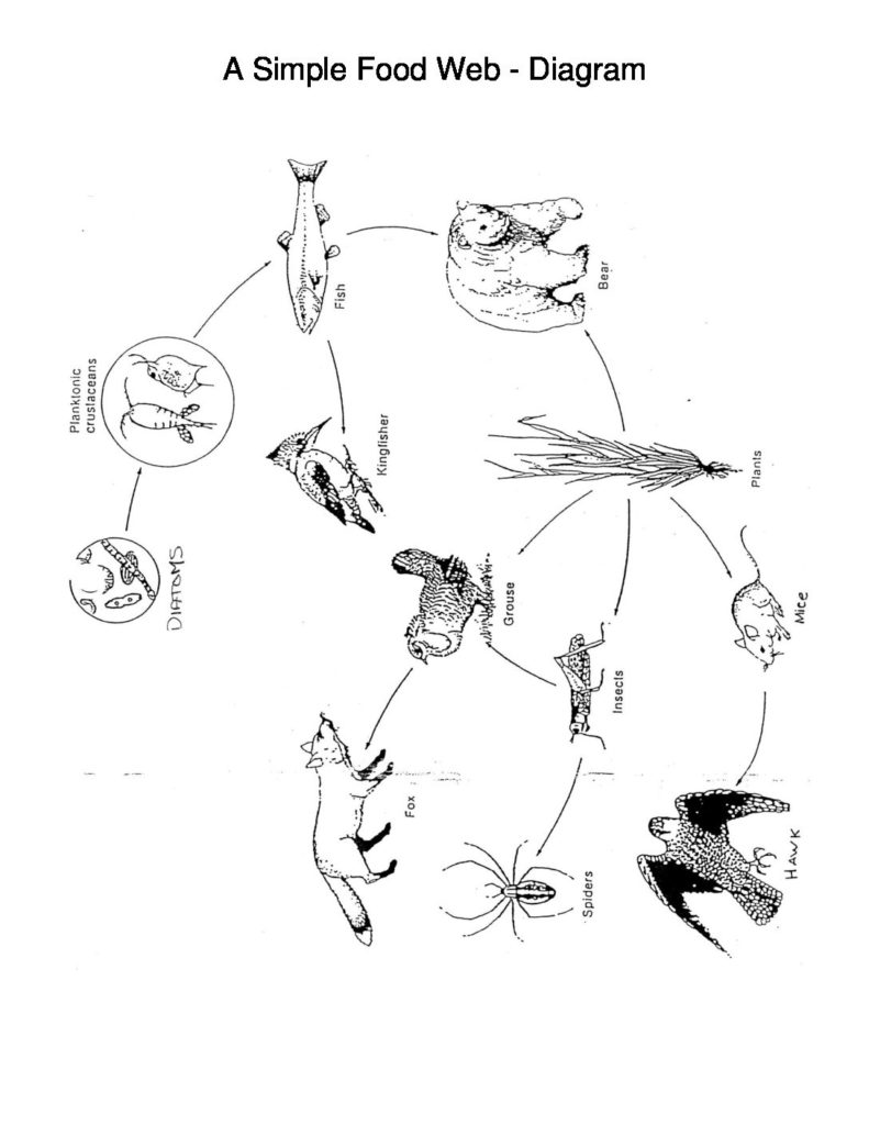 791x1024 A Simple Food Web