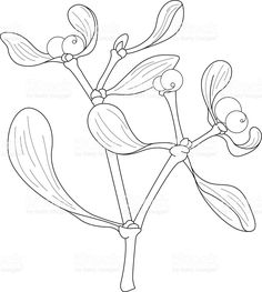 236x263 How To Draw Mistletoe Step By Step Drawing Botanical
