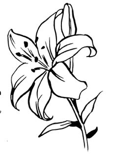 236x313 Mistletoe Drawing