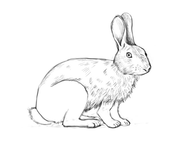600x523 How To Draw A Rabbit