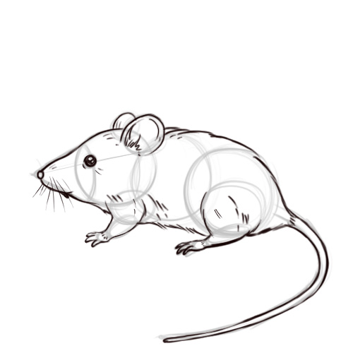 500x500 3 Ways To Draw A Mouse