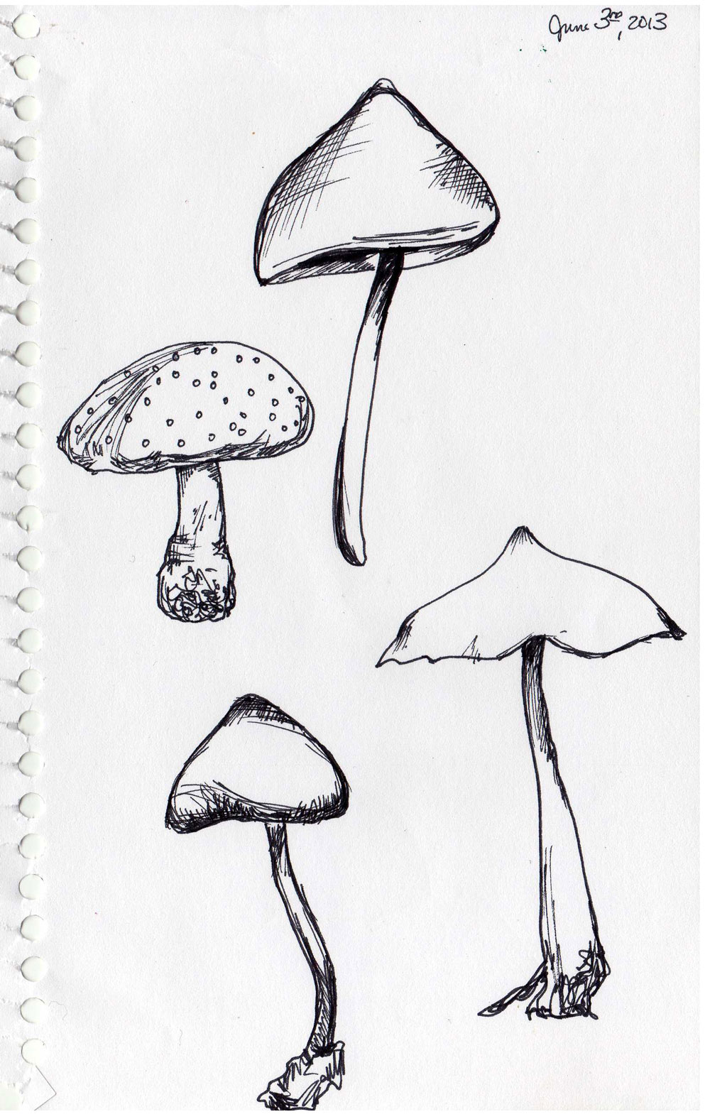 1000x1576 Sketchbook By Kendra Shedenhelm So Many Mushrooms
