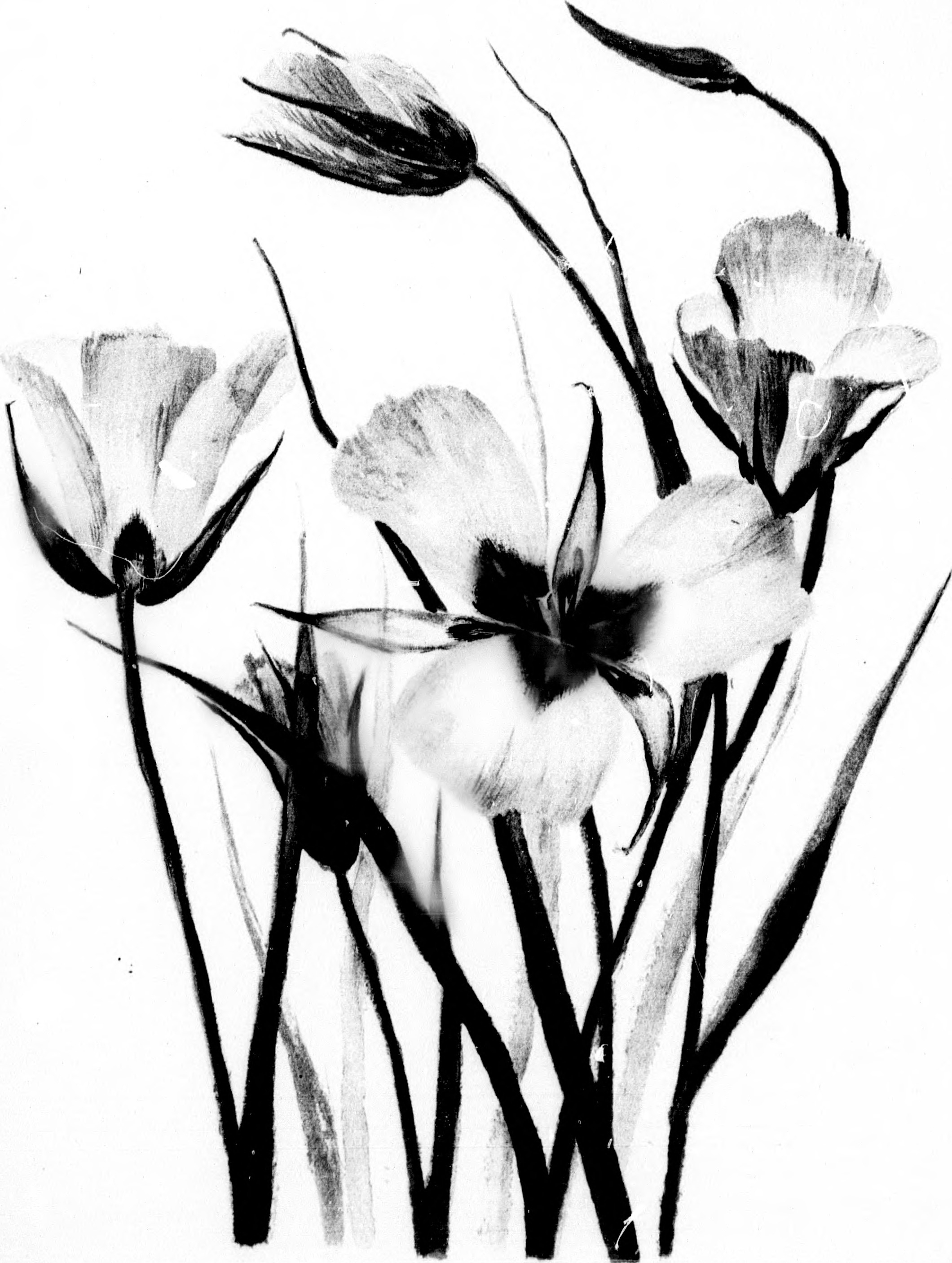 2120x2814 Best Black And White Sketch Nature