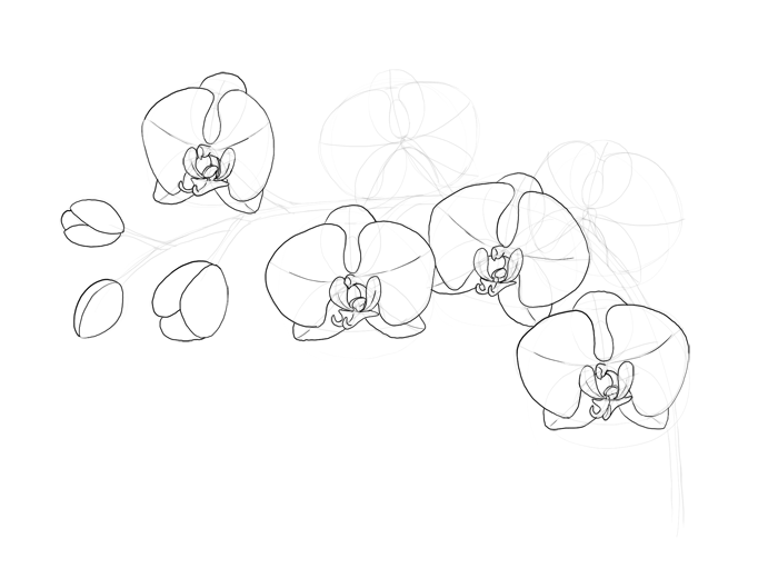 700x520 How To Draw Flowers The Sexy And Sultry Orchid