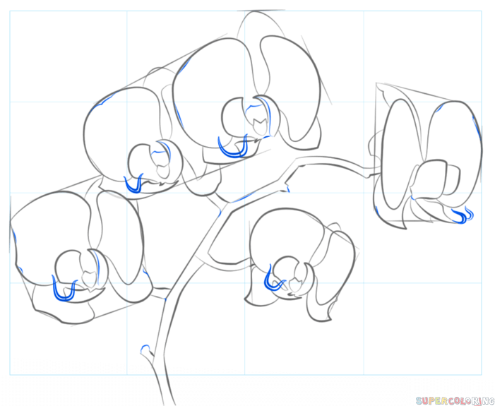701x575 How To Draw An Orchid Step By Step Drawing Tutorials