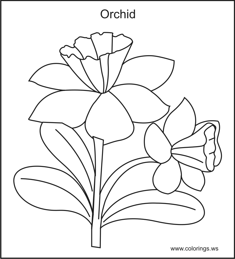 774x852 Orchid Coloring Pages