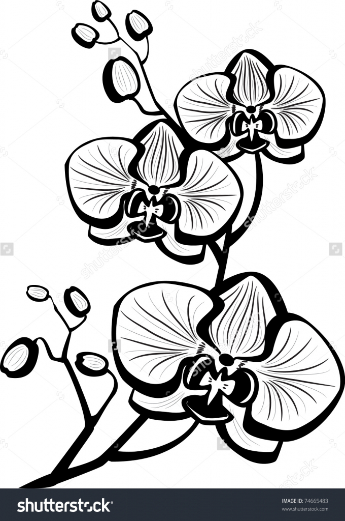 680x1024 Orchid Flower Drawing Sketch Orchid Flowers Stock Vector 74665483