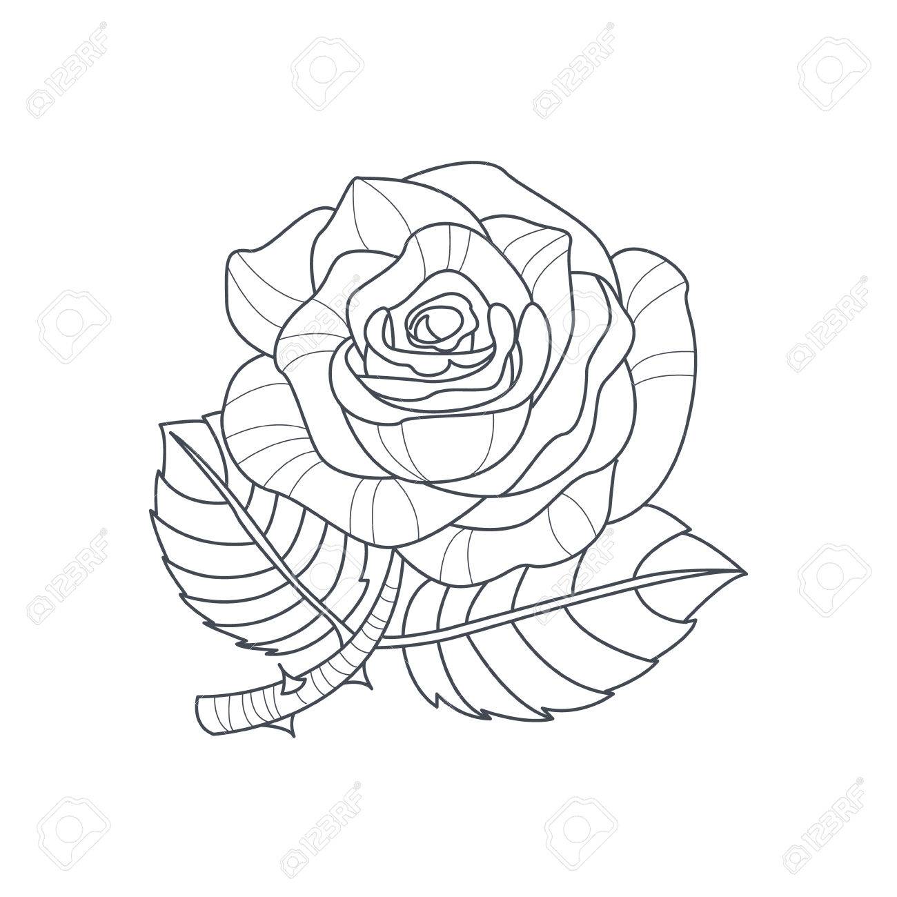 1300x1300 Rose Flower Monochrome Drawing For Coloring Book Hand Drawn Vector
