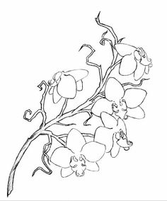 236x284 Orchid Vine Drawings