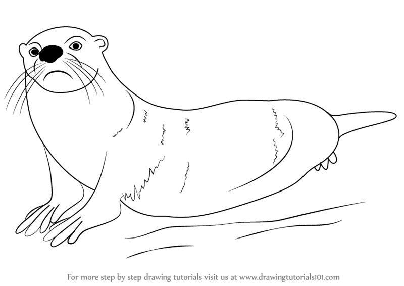 800x566 How To Draw An Otter. How To Draw Cartoon Otters With Easy