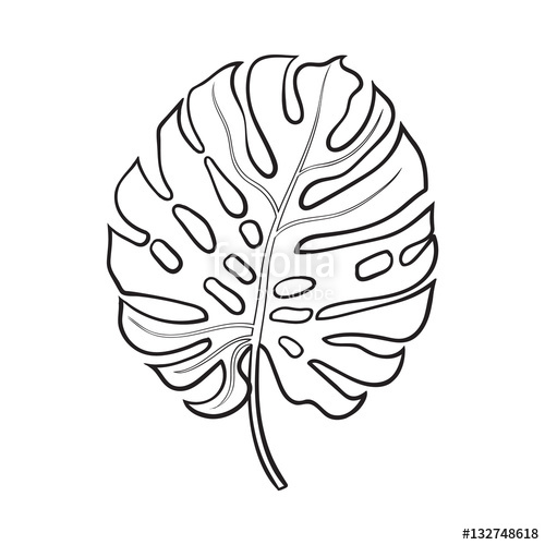 500x500 Full Fresh Leaf Of Monstera Palm Tree, Sketch Style Vector