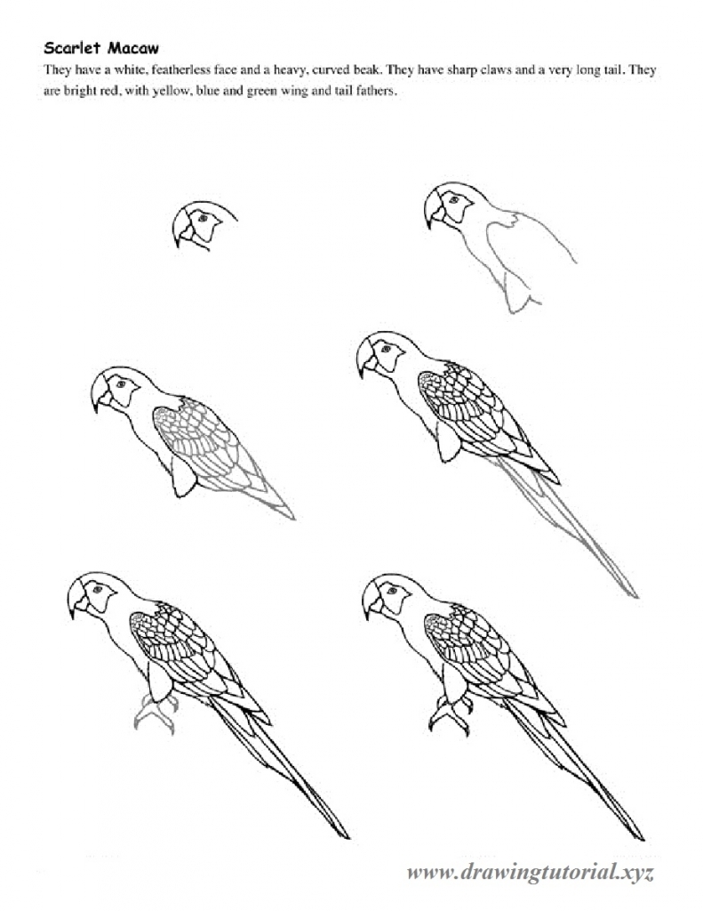 791x1024 How To Draw A Parrot